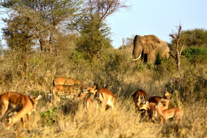 Thrilling Tanzania-Serengeti Great Wildebeest Migration -9 Days &amp; 8 Nights
