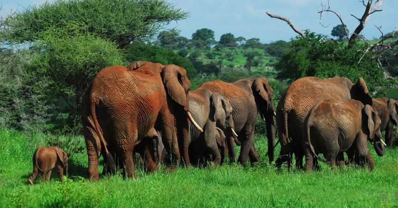 Best Of Tarangire, Lake Manyara, And Ngorongoro Wildlife