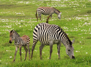 Serengeti Wildebeest Calving Safari-7 Days &amp; 6 Nights