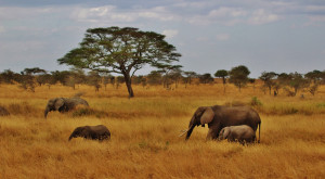 Serengeti Wildlife Luxury Lodge Safari-4 Days &amp; 3 Nights