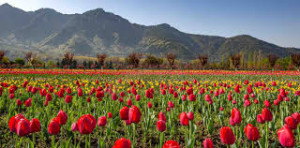 Kashmir Tulip Season Tour Package 4 Nights 5 Days with Houseboat &amp; Gulmarg Gondola