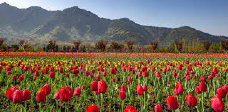Kashmir Tulip Season Tour Package 4 Nights 5 Days with Houseboat & Gulmarg Gondola
