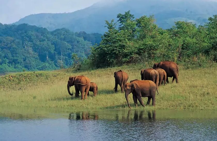 Munnar &amp; Thekkady Tour Package 3 Nights 4 Days | Kerala Tea Gardens &amp; Wildlife Experience